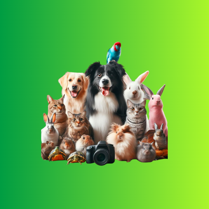 Pets